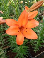 [4057 Amateras No02.JPG]